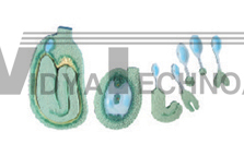 The model of embryo of shepherd’s-purse development